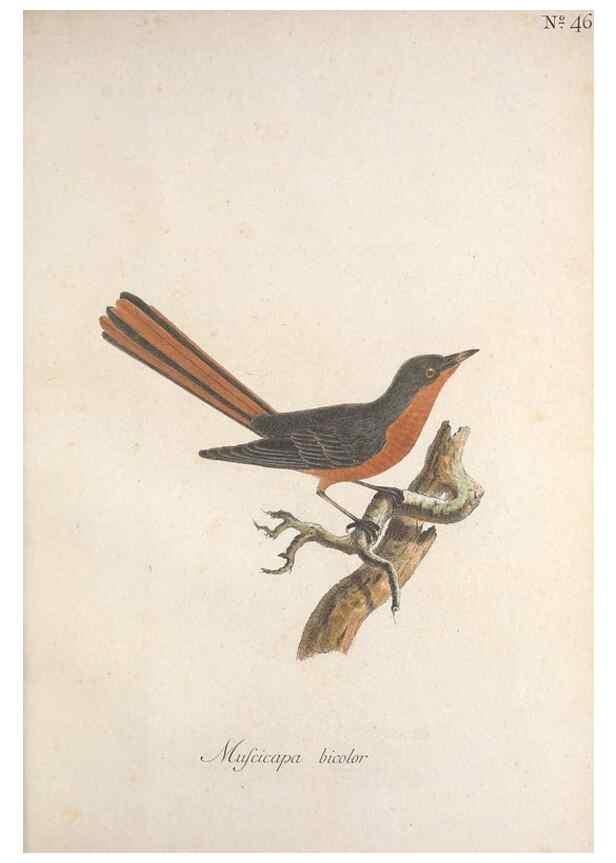 Reproducción/Reproduction 46863654614: Museum Carlsonianum, in quo novas et selectas aves, coloribus ad vivum brevique descriptione illustratas, suasu et sumtibus generosissimi possessoris /. Holmiae :Ex Typographia Regia,1786-1789.. 