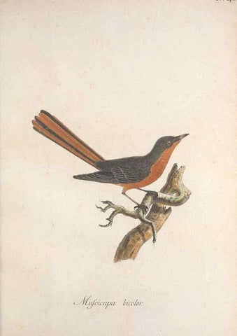 Reproducción/Reproduction 46863654614: Museum Carlsonianum, in quo novas et selectas aves, coloribus ad vivum brevique descriptione illustratas, suasu et sumtibus generosissimi possessoris /. Holmiae :Ex Typographia Regia,1786-1789.. 