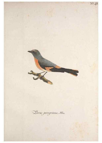 Reproducción/Reproduction 46863655314: Museum Carlsonianum, in quo novas et selectas aves, coloribus ad vivum brevique descriptione illustratas, suasu et sumtibus generosissimi possessoris /. Holmiae :Ex Typographia Regia,1786-1789.. 