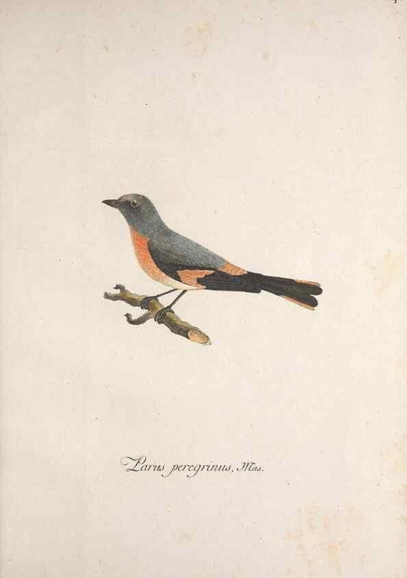 Reproducción/Reproduction 46863655314: Museum Carlsonianum, in quo novas et selectas aves, coloribus ad vivum brevique descriptione illustratas, suasu et sumtibus generosissimi possessoris /. Holmiae :Ex Typographia Regia,1786-1789.. 