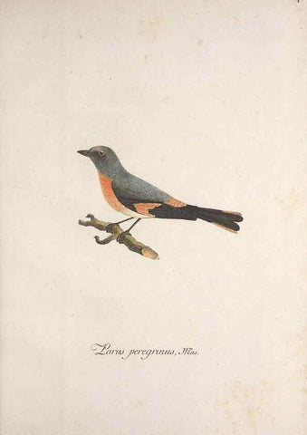 Reproducción/Reproduction 46863655314: Museum Carlsonianum, in quo novas et selectas aves, coloribus ad vivum brevique descriptione illustratas, suasu et sumtibus generosissimi possessoris /. Holmiae :Ex Typographia Regia,1786-1789.. 