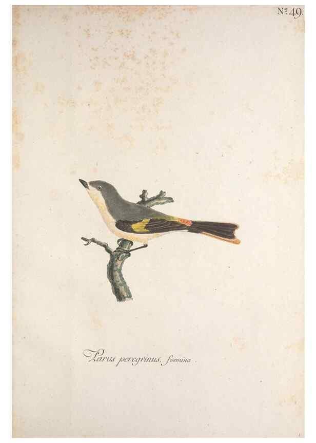 Reproducción/Reproduction 46672134875: Museum Carlsonianum, in quo novas et selectas aves, coloribus ad vivum brevique descriptione illustratas, suasu et sumtibus generosissimi possessoris /. Holmiae :Ex Typographia Regia,1786-1789.. 