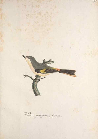 Reproducción/Reproduction 46672134875: Museum Carlsonianum, in quo novas et selectas aves, coloribus ad vivum brevique descriptione illustratas, suasu et sumtibus generosissimi possessoris /. Holmiae :Ex Typographia Regia,1786-1789.. 