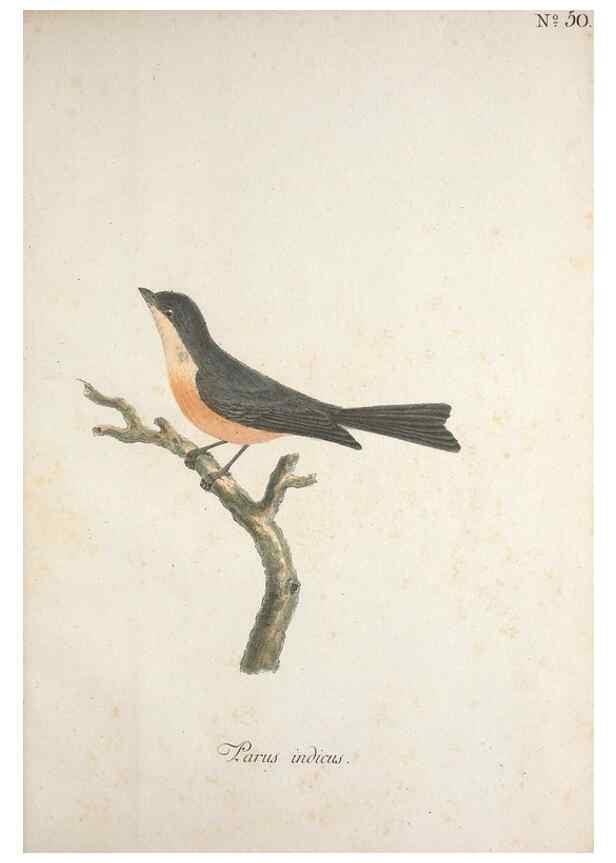Reproducción/Reproduction 33710667378: Museum Carlsonianum, in quo novas et selectas aves, coloribus ad vivum brevique descriptione illustratas, suasu et sumtibus generosissimi possessoris /. Holmiae :Ex Typographia Regia,1786-1789.. 