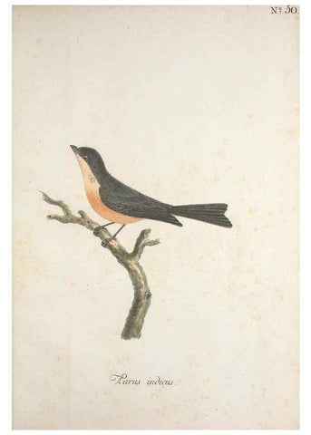 Reproducción/Reproduction 33710667378: Museum Carlsonianum, in quo novas et selectas aves, coloribus ad vivum brevique descriptione illustratas, suasu et sumtibus generosissimi possessoris /. Holmiae :Ex Typographia Regia,1786-1789.. 
