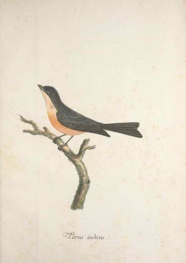 Reproducción/Reproduction 33710667378: Museum Carlsonianum, in quo novas et selectas aves, coloribus ad vivum brevique descriptione illustratas, suasu et sumtibus generosissimi possessoris /. Holmiae :Ex Typographia Regia,1786-1789.. 