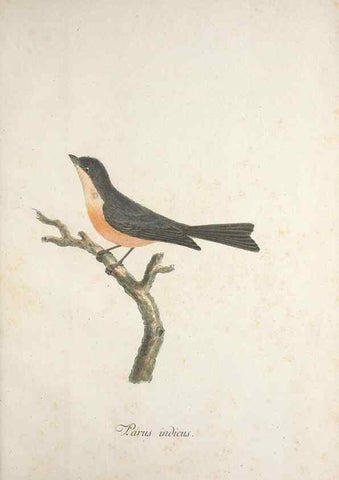 Reproducción/Reproduction 33710667378: Museum Carlsonianum, in quo novas et selectas aves, coloribus ad vivum brevique descriptione illustratas, suasu et sumtibus generosissimi possessoris /. Holmiae :Ex Typographia Regia,1786-1789.. 