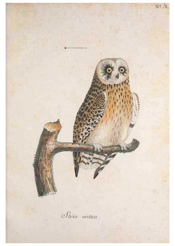Reproducción/Reproduction 47534692222: Museum Carlsonianum, in quo novas et selectas aves, coloribus ad vivum brevique descriptione illustratas, suasu et sumtibus generosissimi possessoris /. Holmiae :Ex Typographia Regia,1786-1789.. 