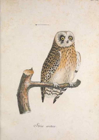 Reproducción/Reproduction 47534692222: Museum Carlsonianum, in quo novas et selectas aves, coloribus ad vivum brevique descriptione illustratas, suasu et sumtibus generosissimi possessoris /. Holmiae :Ex Typographia Regia,1786-1789.. 
