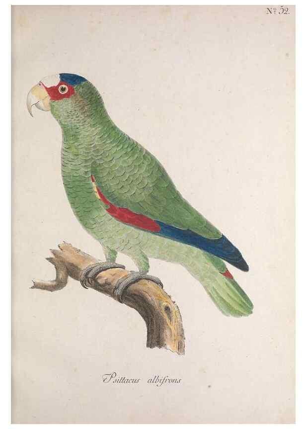Reproducción/Reproduction 47587690521: Museum Carlsonianum, in quo novas et selectas aves, coloribus ad vivum brevique descriptione illustratas, suasu et sumtibus generosissimi possessoris /. Holmiae :Ex Typographia Regia,1786-1789.. 
