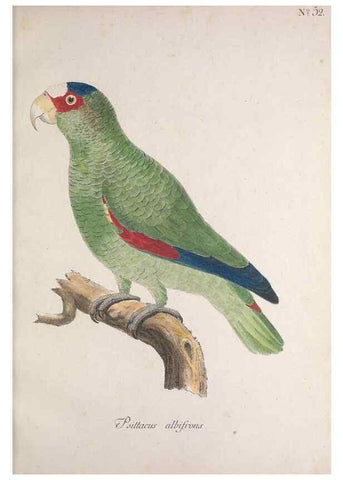 Reproducción/Reproduction 47587690521: Museum Carlsonianum, in quo novas et selectas aves, coloribus ad vivum brevique descriptione illustratas, suasu et sumtibus generosissimi possessoris /. Holmiae :Ex Typographia Regia,1786-1789.. 