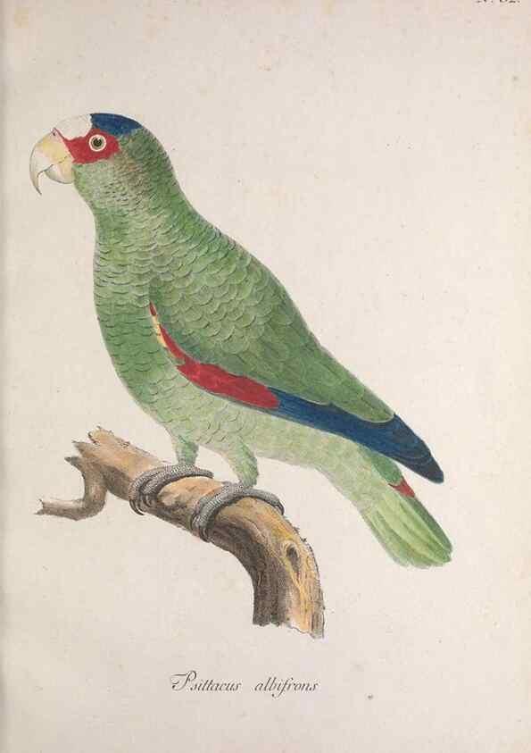 Reproducción/Reproduction 47587690521: Museum Carlsonianum, in quo novas et selectas aves, coloribus ad vivum brevique descriptione illustratas, suasu et sumtibus generosissimi possessoris /. Holmiae :Ex Typographia Regia,1786-1789.. 