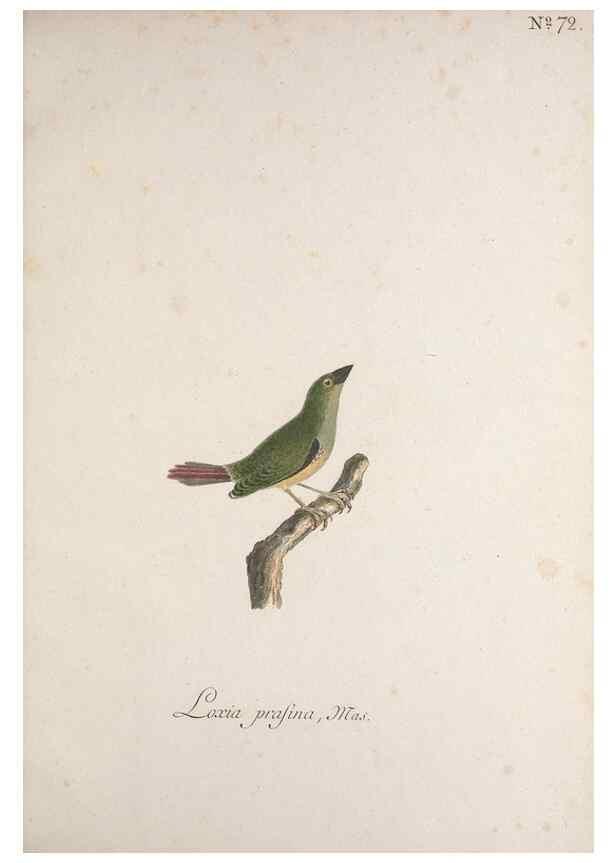 Reproducción/Reproduction 46863761494: Museum Carlsonianum, in quo novas et selectas aves, coloribus ad vivum brevique descriptione illustratas, suasu et sumtibus generosissimi possessoris /. Holmiae :Ex Typographia Regia,1786-1789.. 