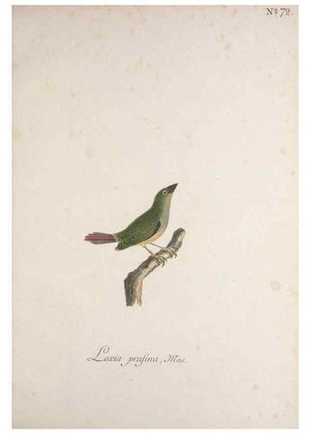 Reproducción/Reproduction 46863761494: Museum Carlsonianum, in quo novas et selectas aves, coloribus ad vivum brevique descriptione illustratas, suasu et sumtibus generosissimi possessoris /. Holmiae :Ex Typographia Regia,1786-1789.. 