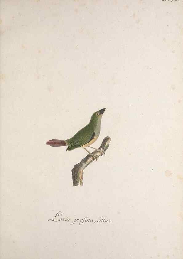 Reproducción/Reproduction 46863761494: Museum Carlsonianum, in quo novas et selectas aves, coloribus ad vivum brevique descriptione illustratas, suasu et sumtibus generosissimi possessoris /. Holmiae :Ex Typographia Regia,1786-1789.. 