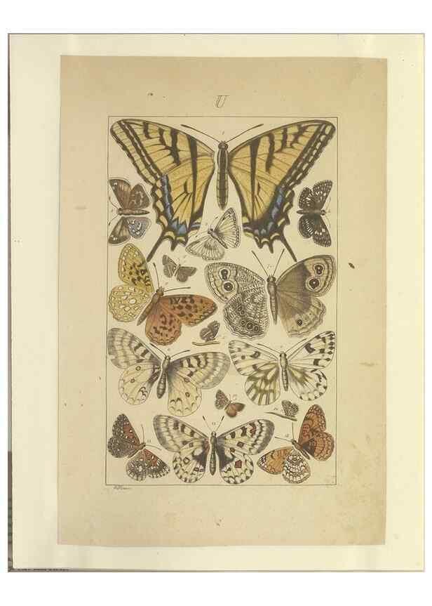 Reproducción/Reproduction 46503888635: Lepidoptera : manuscript. [between 1873-1883?]. 