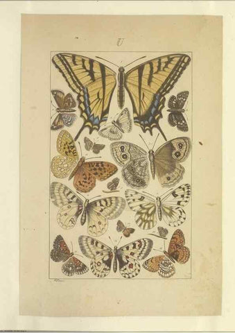Reproducción/Reproduction 46503888635: Lepidoptera : manuscript. [between 1873-1883?]. 