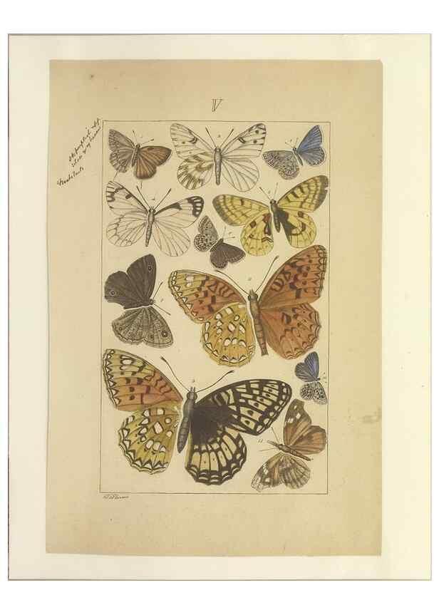 Reproducción/Reproduction 46503889155: Lepidoptera : manuscript. [between 1873-1883?]. 