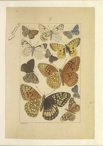 Reproducción/Reproduction 46503889155: Lepidoptera : manuscript. [between 1873-1883?]. 