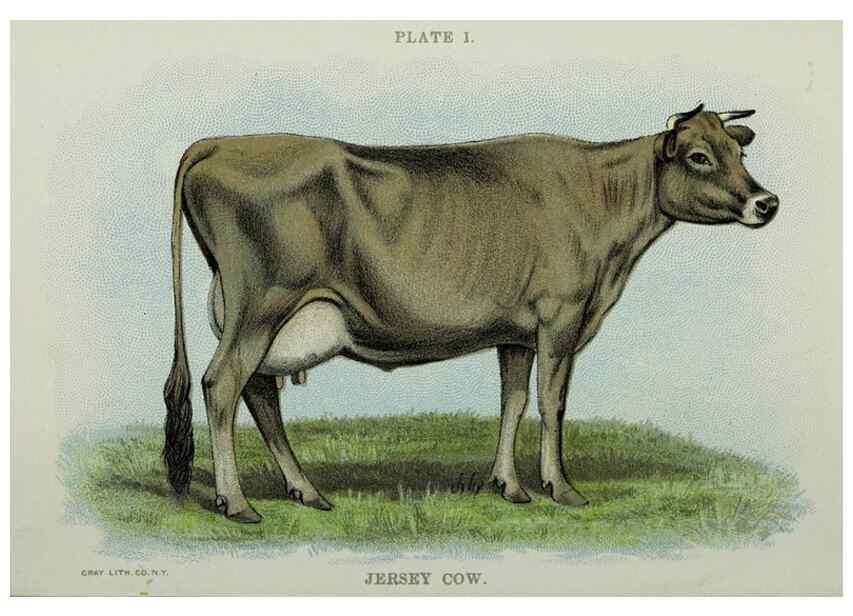 Reproducción/Reproduction 47436485081: Biggle cow book :. Philadelphia :W. Atkinson,1898, c1897.. 