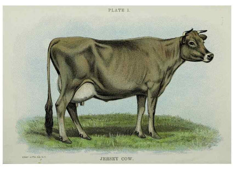 Reproducción/Reproduction 47436485081: Biggle cow book :. Philadelphia :W. Atkinson,1898, c1897.. 