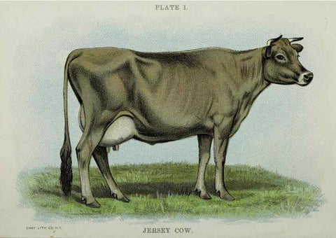 Reproducción/Reproduction 47436485081: Biggle cow book :. Philadelphia :W. Atkinson,1898, c1897.. 