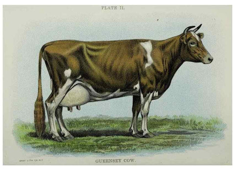 Reproducción/Reproduction 47383641682: Biggle cow book :. Philadelphia :W. Atkinson,1898, c1897.. 