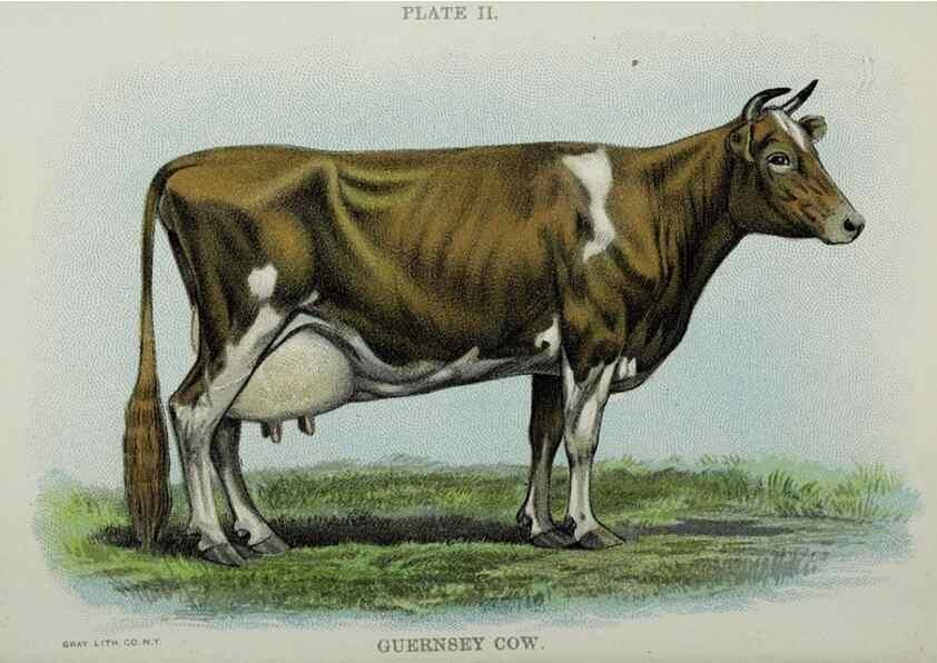 Reproducción/Reproduction 47383641682: Biggle cow book :. Philadelphia :W. Atkinson,1898, c1897.. 