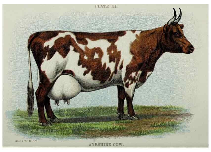 Reproducción/Reproduction 47383642352: Biggle cow book :. Philadelphia :W. Atkinson,1898, c1897.. 