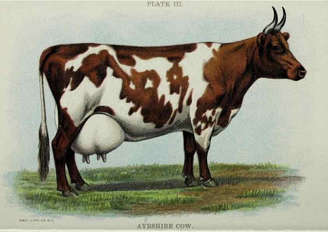 Reproducción/Reproduction 47383642352: Biggle cow book :. Philadelphia :W. Atkinson,1898, c1897.. 