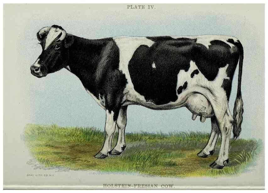 Reproducción/Reproduction 47436487901: Biggle cow book :. Philadelphia :W. Atkinson,1898, c1897.. 