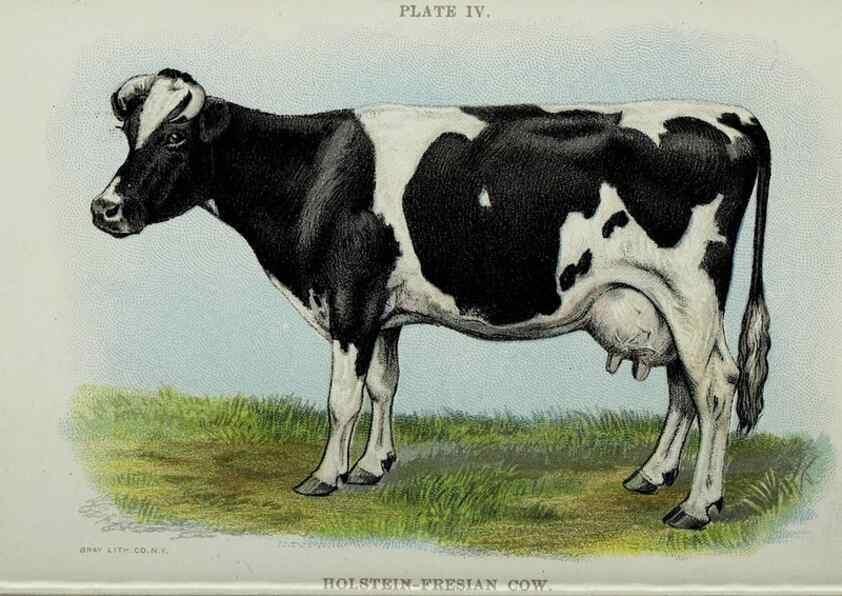 Reproducción/Reproduction 47436487901: Biggle cow book :. Philadelphia :W. Atkinson,1898, c1897.. 