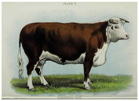 Reproducción/Reproduction 40470640883: Biggle cow book :. Philadelphia :W. Atkinson,1898, c1897.. 
