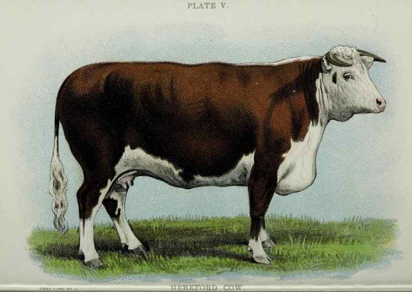 Reproducción/Reproduction 40470640883: Biggle cow book :. Philadelphia :W. Atkinson,1898, c1897.. 
