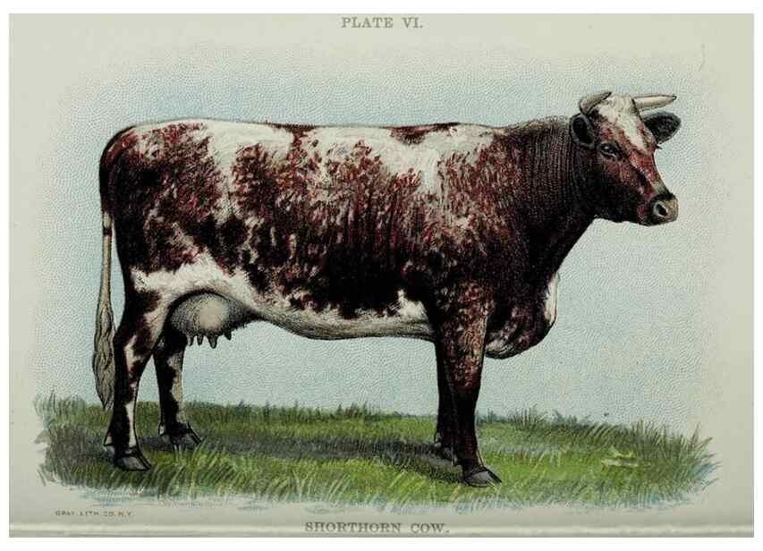 Reproducción/Reproduction 40470641913: Biggle cow book :. Philadelphia :W. Atkinson,1898, c1897.. 