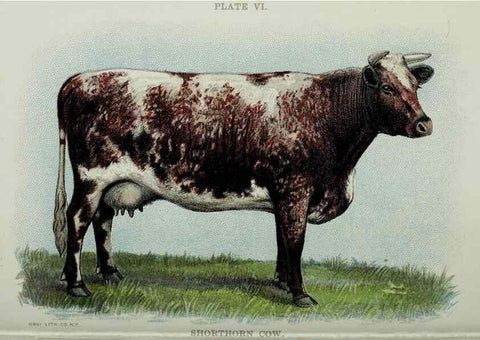 Reproducción/Reproduction 40470641913: Biggle cow book :. Philadelphia :W. Atkinson,1898, c1897.. 