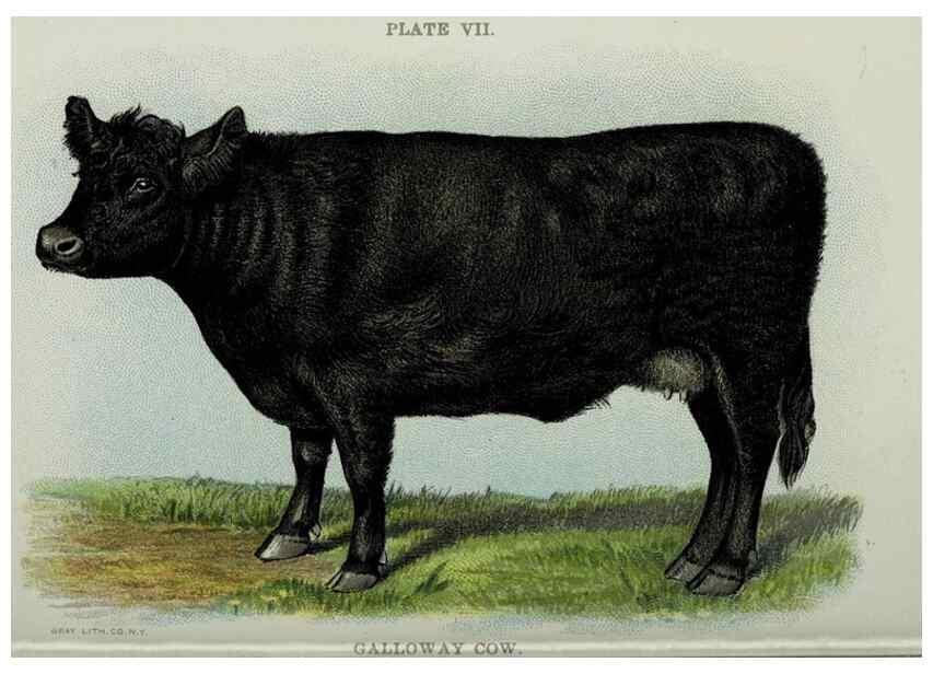 Reproducción/Reproduction 33560382628: Biggle cow book :. Philadelphia :W. Atkinson,1898, c1897.. 