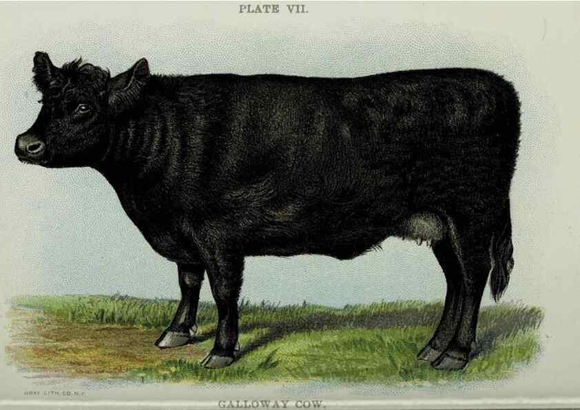 Reproducción/Reproduction 33560382628: Biggle cow book :. Philadelphia :W. Atkinson,1898, c1897.. 