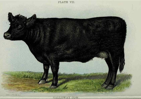 Reproducción/Reproduction 33560382628: Biggle cow book :. Philadelphia :W. Atkinson,1898, c1897.. 