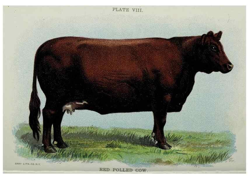 Reproducción/Reproduction 47436491421: Biggle cow book :. Philadelphia :W. Atkinson,1898, c1897.. 