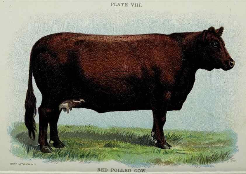 Reproducción/Reproduction 47436491421: Biggle cow book :. Philadelphia :W. Atkinson,1898, c1897.. 