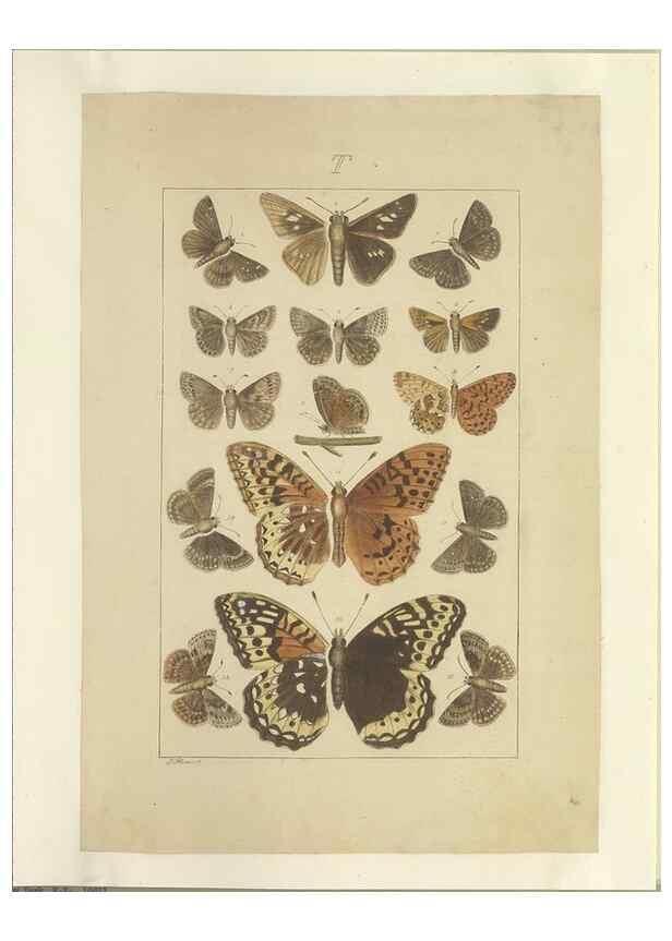 Reproducción/Reproduction 47419105681: Lepidoptera : manuscript. [between 1873-1883?]. 