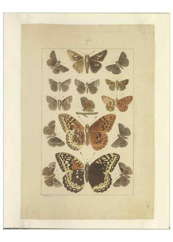 Reproducción/Reproduction 47419105681: Lepidoptera : manuscript. [between 1873-1883?]. 