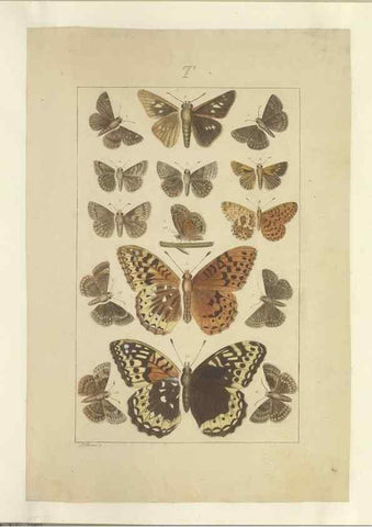 Reproducción/Reproduction 47419105681: Lepidoptera : manuscript. [between 1873-1883?]. 