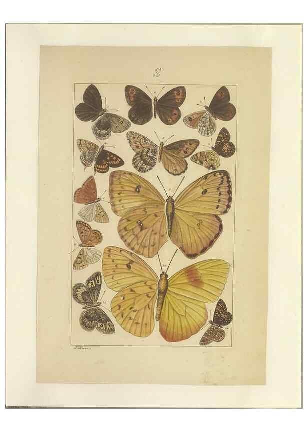 Reproducción/Reproduction 40453492983: Lepidoptera : manuscript. [between 1873-1883?]. 