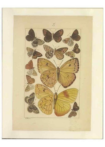 Reproducción/Reproduction 40453492983: Lepidoptera : manuscript. [between 1873-1883?]. 