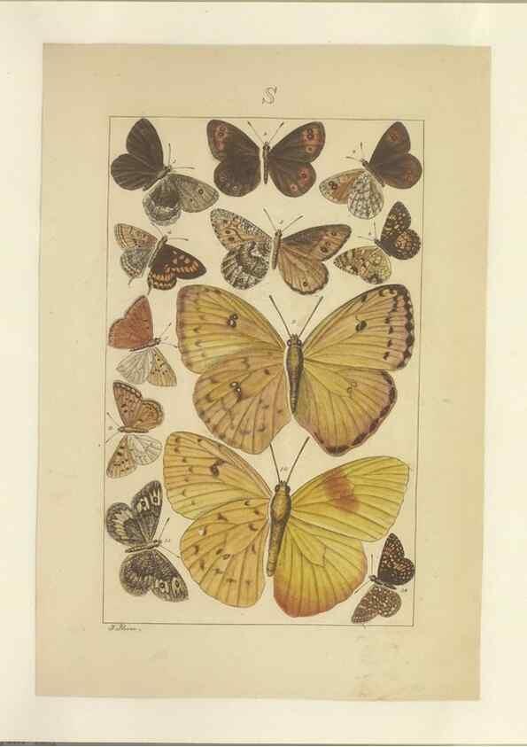 Reproducción/Reproduction 40453492983: Lepidoptera : manuscript. [between 1873-1883?]. 