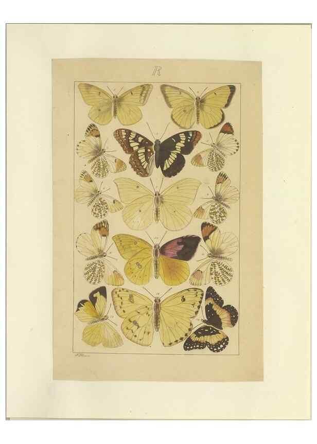 Reproducción/Reproduction 46503886315: Lepidoptera : manuscript. [between 1873-1883?]. 