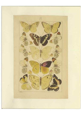 Reproducción/Reproduction 46503886315: Lepidoptera : manuscript. [between 1873-1883?]. 