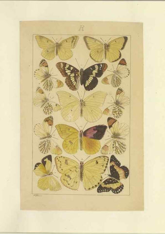 Reproducción/Reproduction 46503886315: Lepidoptera : manuscript. [between 1873-1883?]. 